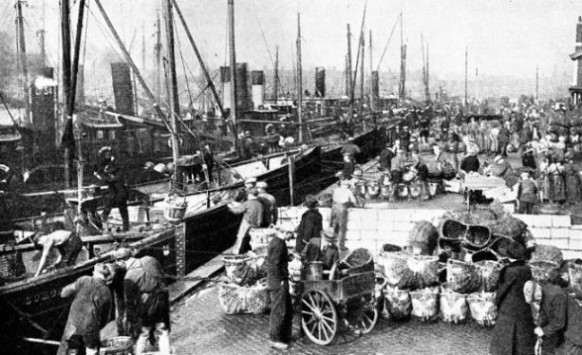 THE HERRING SEASON IN FULL SWING at Yarmouth