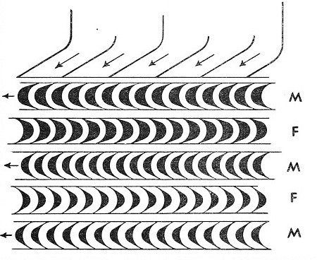 BLADES OF A VELOCITY COMPOUNDED TURBINE are arranged as shown diagrammatically