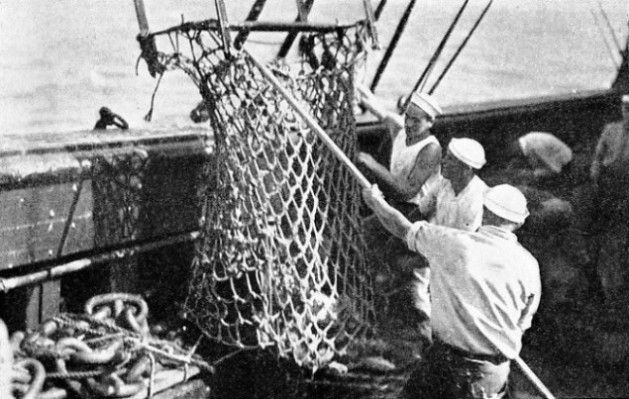 A ROPE SCALLOP DREDGE being hauled on board the Arcturus