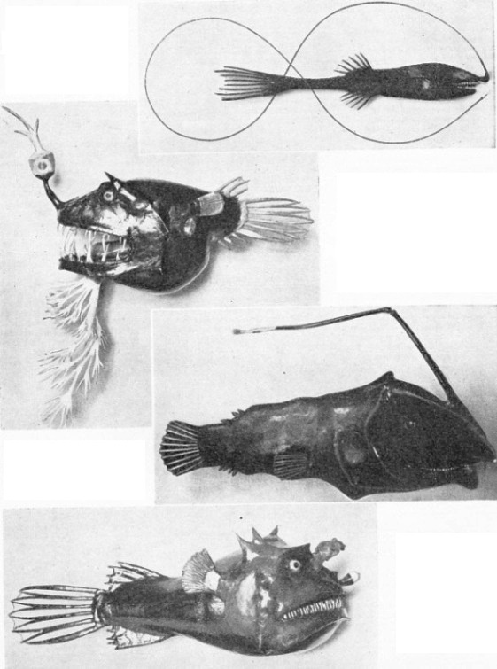 Strange creatures of the deep sea