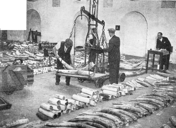 IVORY TUSKS being checked and weighed