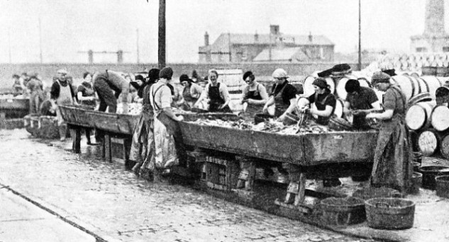 Scottish girls busy gutting herring at Yarmouth